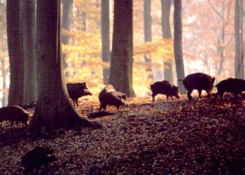 lagricoltura-sconta-il-boom-di-cinghiali