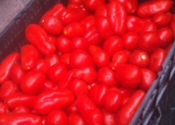 ottenere-energia-dai-pomodori