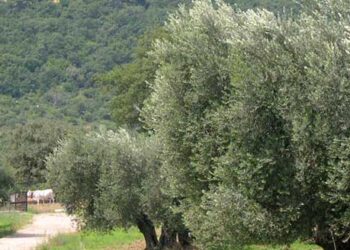 ercole-olivario-aperte-le-iscrizioni