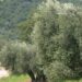ercole-olivario-aperte-le-iscrizioni