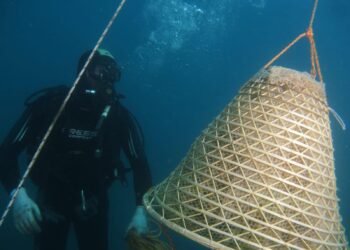 elba-uva-in-immersione-con-il-metodo-degli-antichi-greci-di-chio