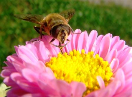 api-selvatiche-una-su-dieci-a-rischio-estinzione