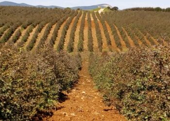 sardegna-piu-di-150-ettari-dedicati-a-colture-energetiche