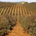 sardegna-piu-di-150-ettari-dedicati-a-colture-energetiche
