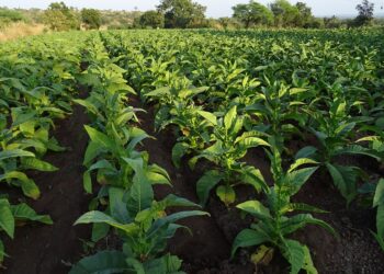 agroalimentare-export-pari-a-125-miliardi-nel-primo-semestre-dellanno