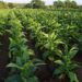 agroalimentare-export-pari-a-125-miliardi-nel-primo-semestre-dellanno