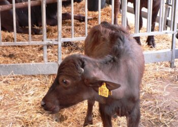 giappone-riaperte-le-frontiere-per-la-carne-bovina-tricolore