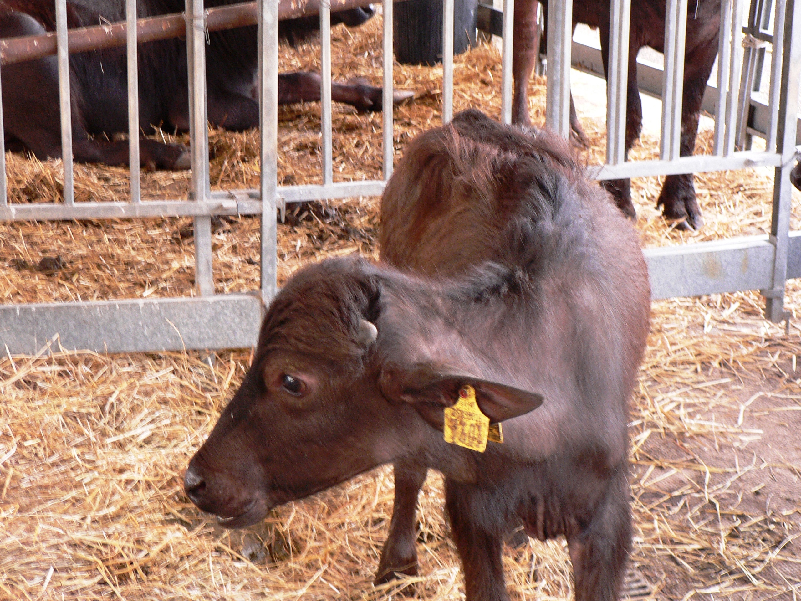 giappone-riaperte-le-frontiere-per-la-carne-bovina-tricolore