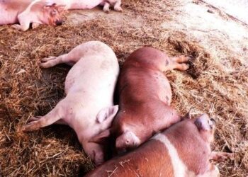 export-via-libera-per-la-carne-suina-italiana-in-cina