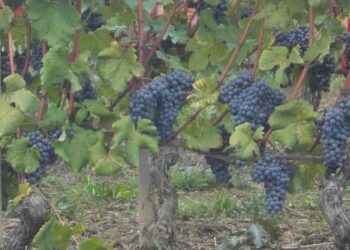 vino-italiano-lexport-vola-oltre-i-5-miliardi