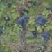 vino-italiano-lexport-vola-oltre-i-5-miliardi