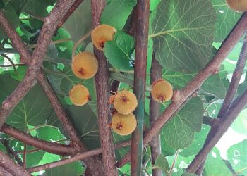 agricoltura-costi-per-la-produzione-esorbitanti