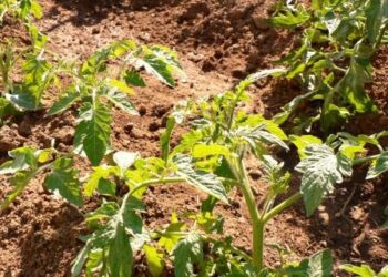 catania-scoperti-falsi-braccianti-agricoli