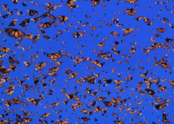 unautostrada-per-la-farfalla-monarca