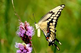 Farfalle per tutelare la biodiversità in agricoltura