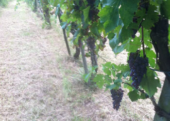 ricerca-nelleuropa-centrale-il-luogo-ideale-per-produrre-cibo