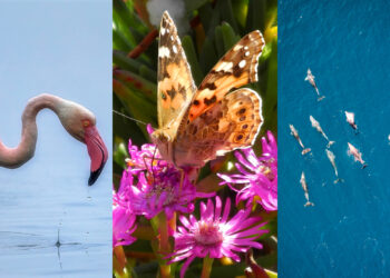 e-tornata-la-foca-monaca-avvistata-a-un-passo-dallisola-delba