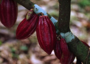 cacao-e-zucchero-di-canna-a-rischio-estinzione