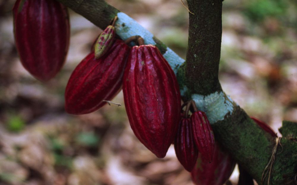 cacao-e-zucchero-di-canna-a-rischio-estinzione