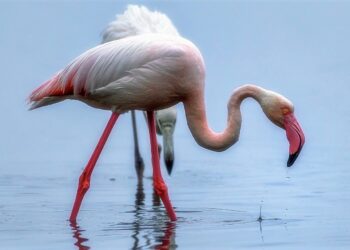 isola-delba-trionfo-del-mondo-animale