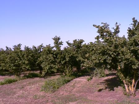 monferrato-nasce-la-filiera-della-nocciola