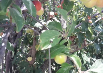 festa-dellalbero-2000-post-si-trasformano-in-40-alberi