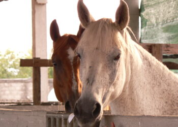 fieracavalli-inizia-il-viaggio-verso-la-prossima-edizione