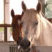 fieracavalli-inizia-il-viaggio-verso-la-prossima-edizione