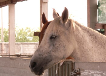 fieragricola-a-verona-ledizione-2018