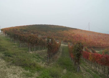 Filiera alimentare migliorata in Europa