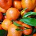 “filierasporca”-un-rapporto-sullo-sfruttamento-dei-braccianti