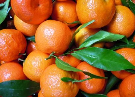 “filierasporca”-un-rapporto-sullo-sfruttamento-dei-braccianti