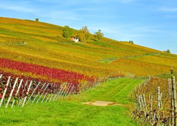 agricoltura-in-arrivo-500-milioni-per-le-filiere
