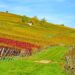 agricoltura-in-arrivo-500-milioni-per-le-filiere