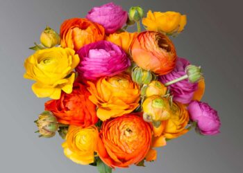 myplant-il-giardinaggio-italiano-vola