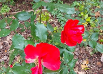 inverno-mite-e-fioriture-anticipate