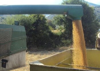 Cereali: i prezzi fluttano con le previsioni contrastanti