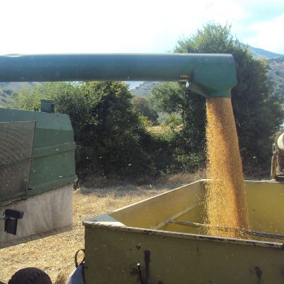 Cereali: i prezzi fluttano con le previsioni contrastanti