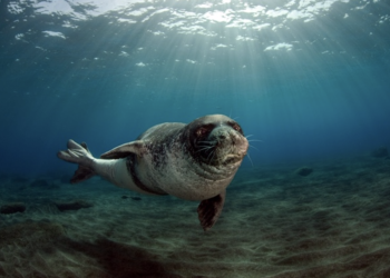 foca-monaca-del-mediterraneo-arrivano-buone-notizie