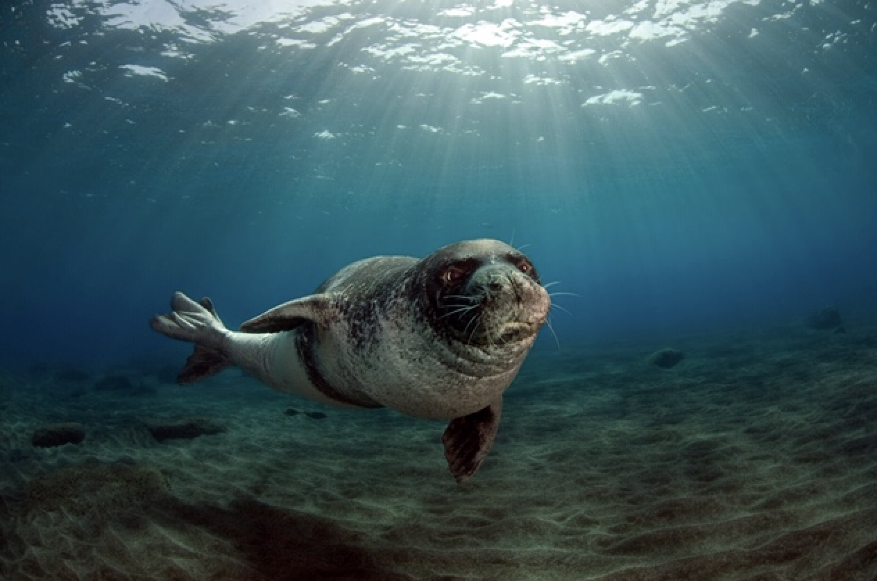 foca-monaca-del-mediterraneo-arrivano-buone-notizie