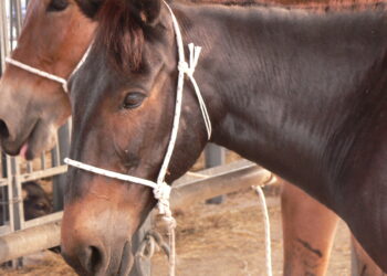 ippica-italiana-in-arrivo-piu-fondi