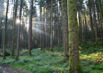 la-foresta-diventa-materia-di-studio-a-scuola