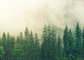 aumentate-in-italia-le-foreste-gestite-in-modo-sostenibile