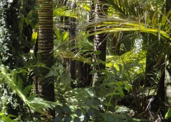 accordo-nella-ue-stop-a-deforestazione