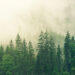aumentate-in-italia-le-foreste-gestite-in-modo-sostenibile
