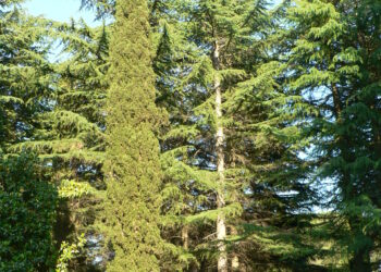 colombia-stato-condannato-per-disboscamento-fraudolento