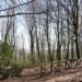 animali-wwf-ammesso-come-parte-civile-nel-processo-per-bracconaggio