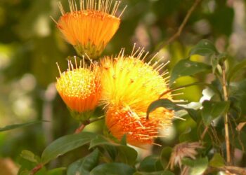 deforestazione-gli-effetti-sulla-sicurezza-alimentare