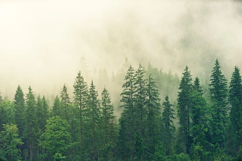 aumentate-in-italia-le-foreste-gestite-in-modo-sostenibile