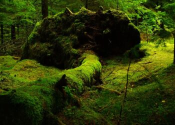 la-giornata-internazionale-delle-foreste-ed-il-cambiamento-climatico